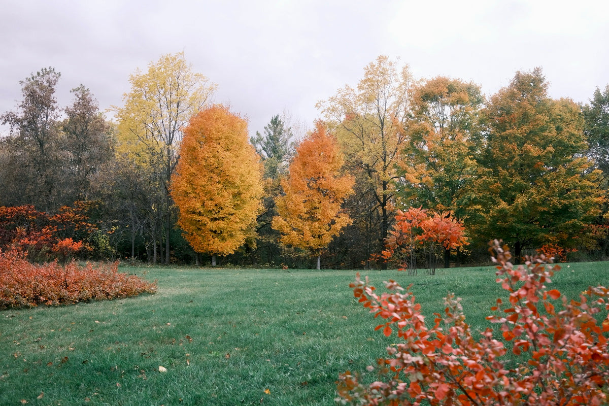 Wondering with Autumn 2025
