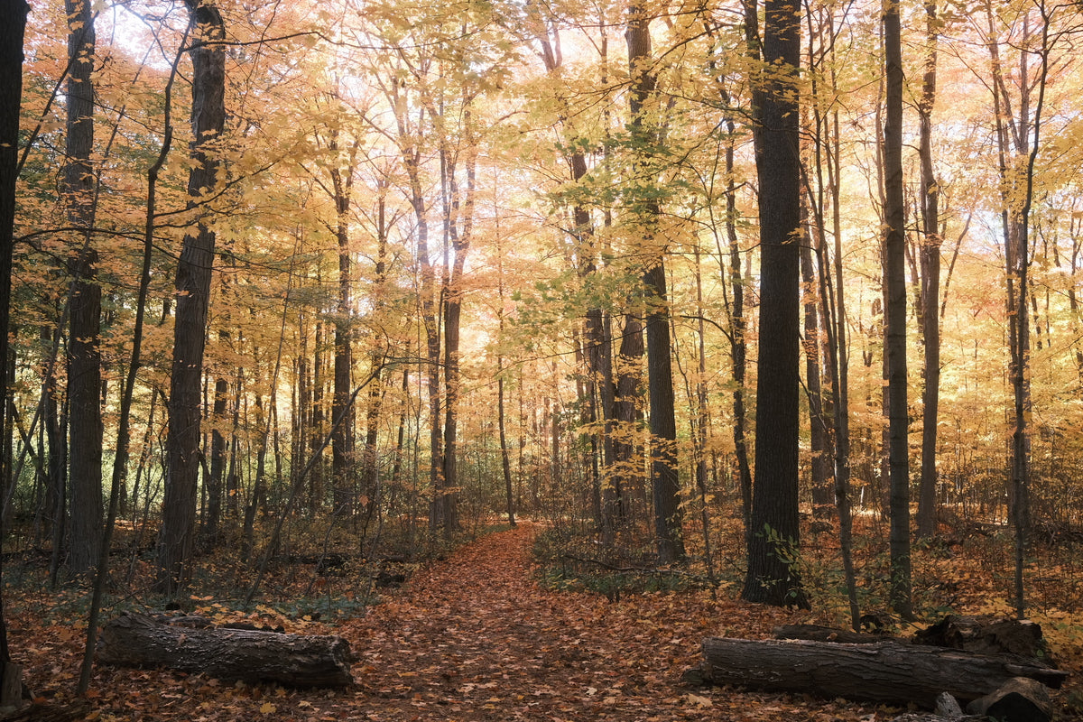 Wondering with Autumn 2025