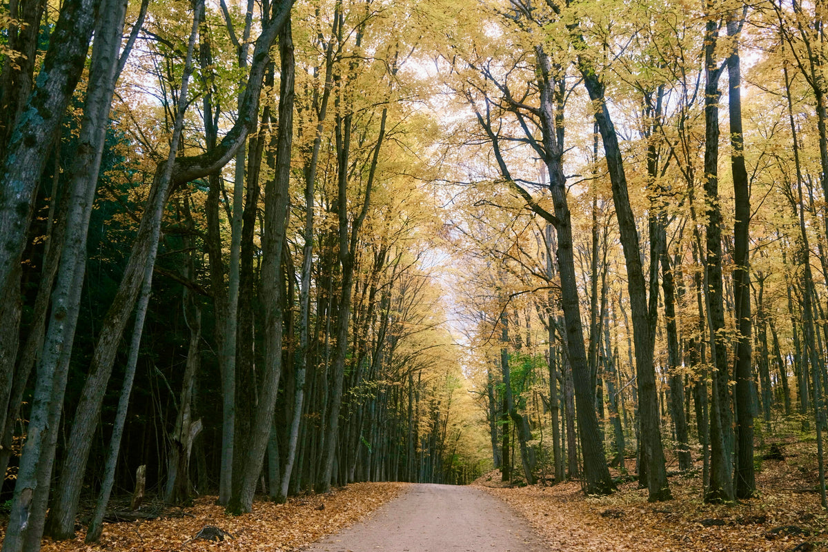 Wondering with Autumn 2025