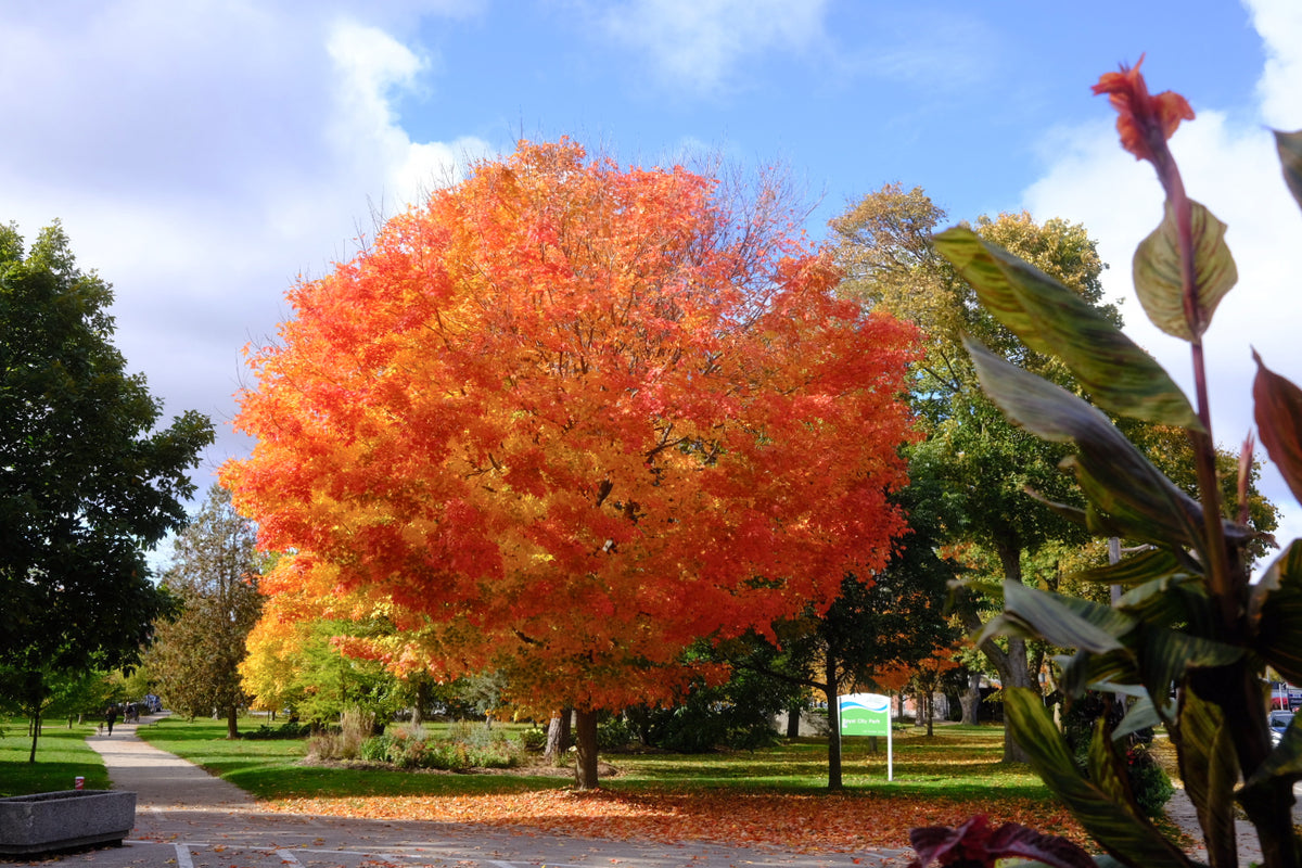 Wondering with Autumn 2025