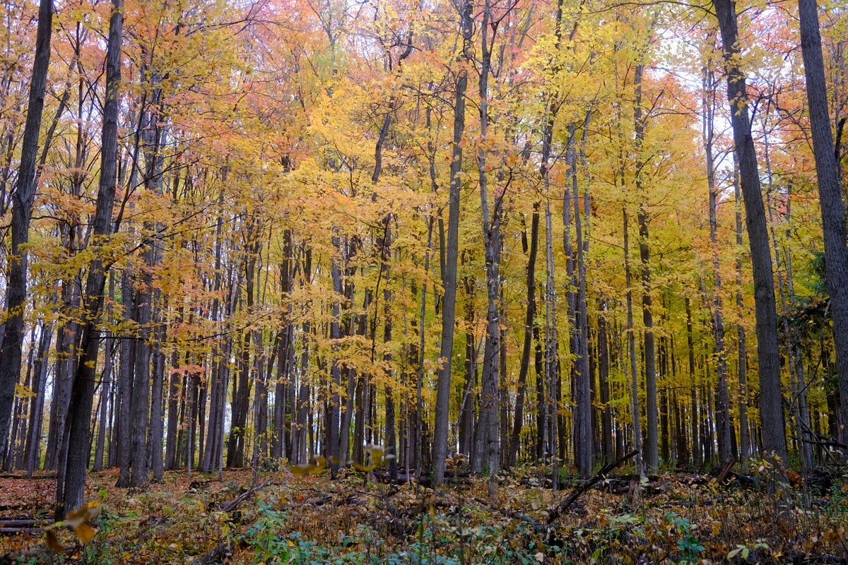 Wondering with Autumn 2025