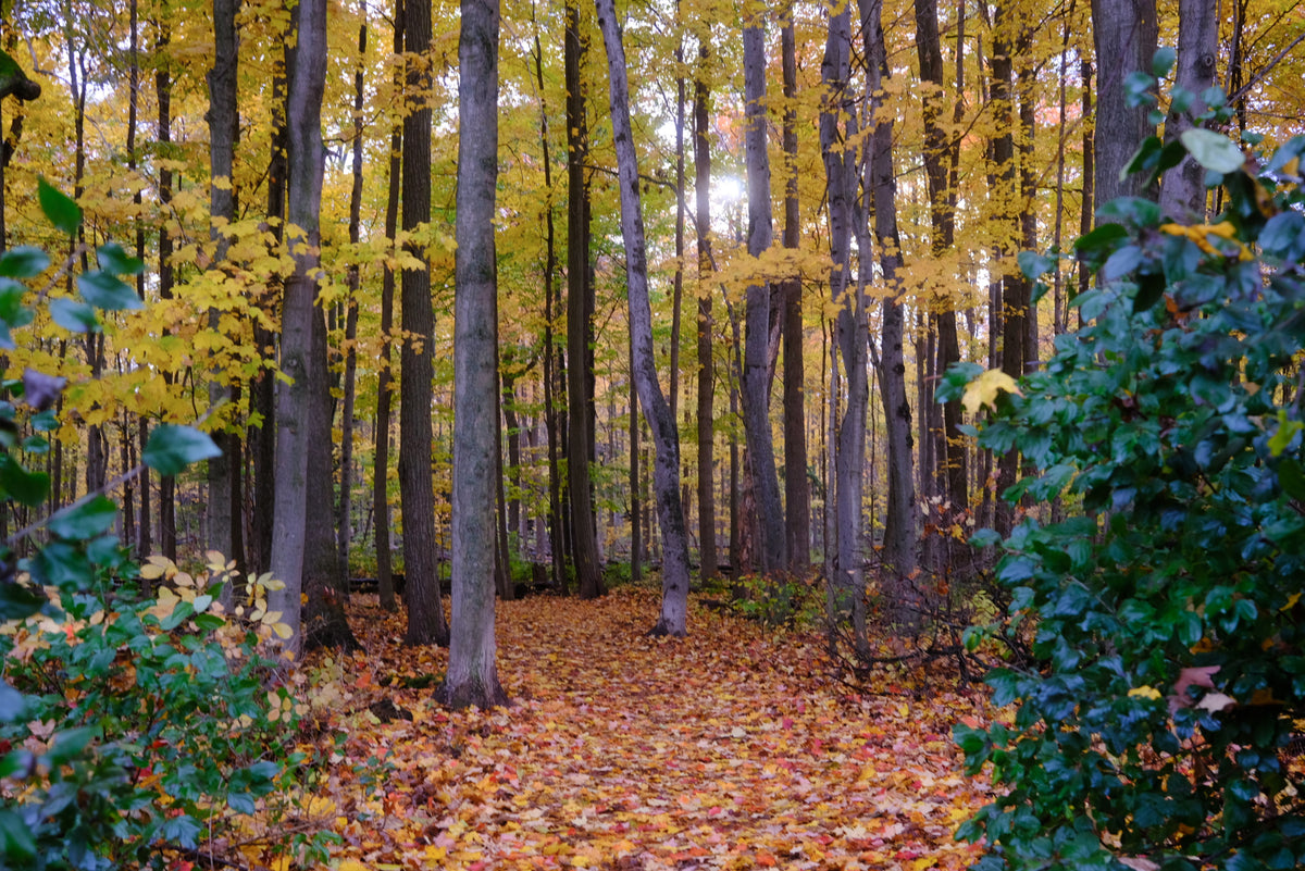 Wondering with Autumn 2025