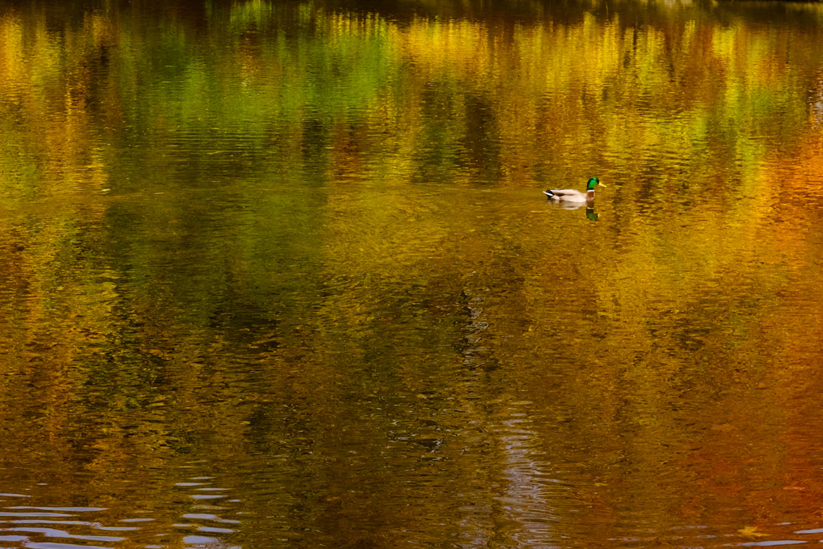 Wondering with Autumn 2025