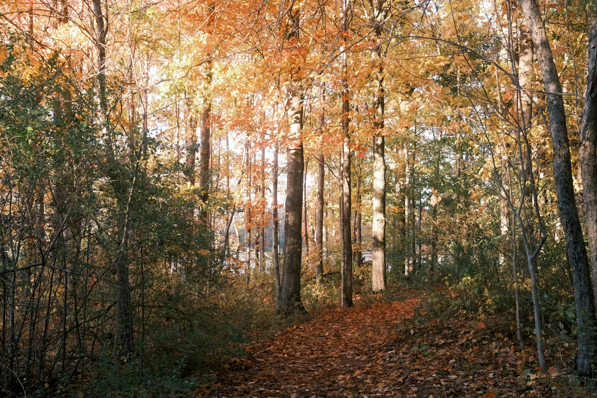 Wondering with Autumn 2025