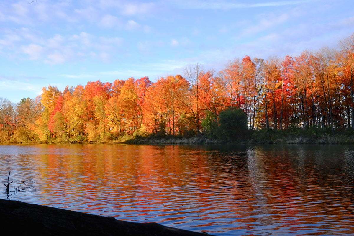 Wondering with Autumn 2025