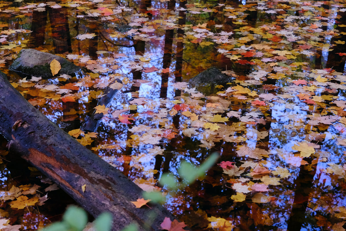 Wondering with Autumn 2025