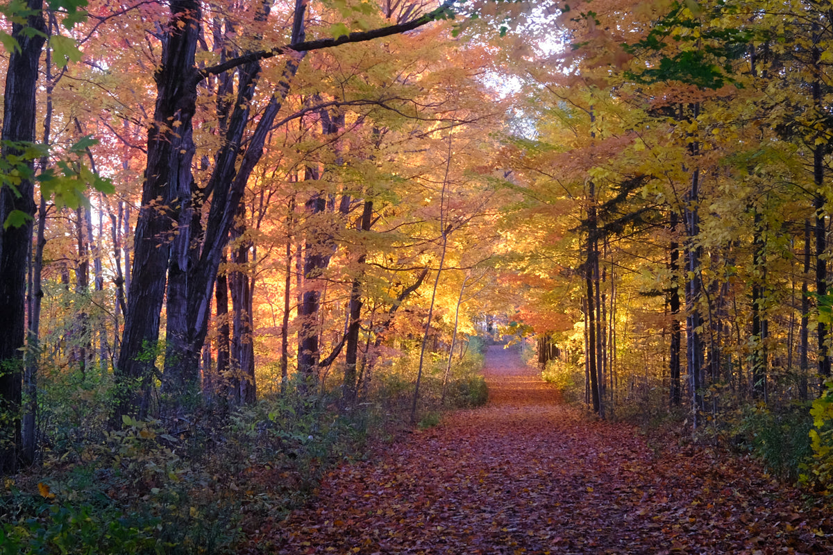 Wondering with Autumn 2025