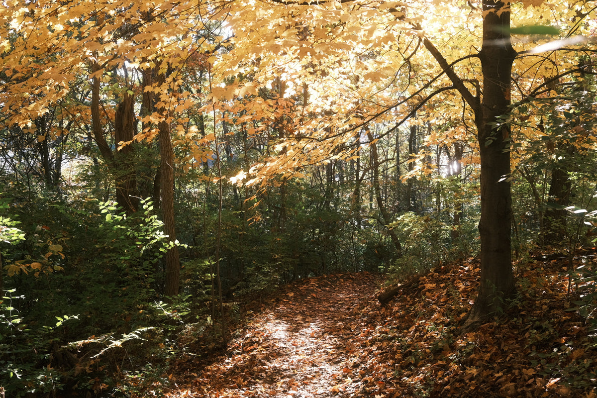 Wondering with Autumn 2025