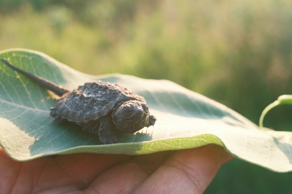 a baby snapping turtle