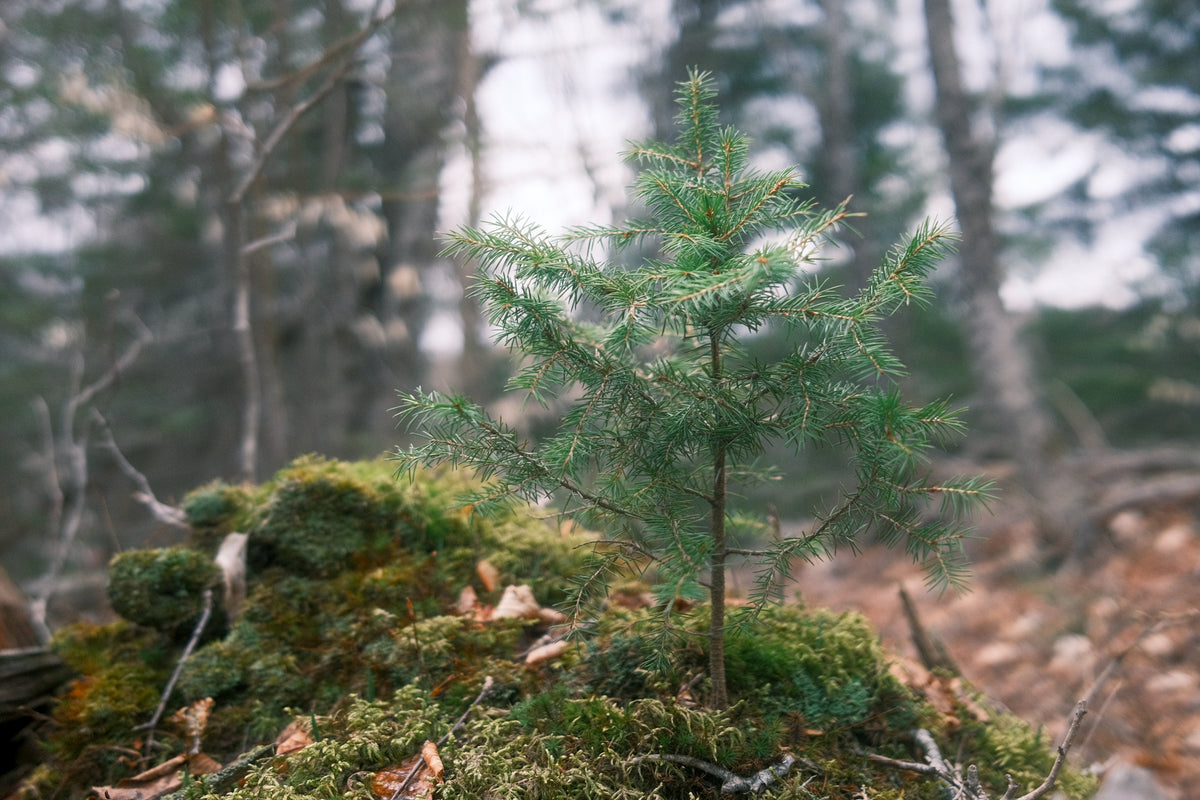 the future of the forest 💚