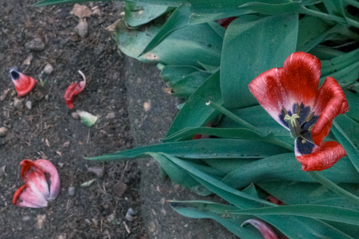 the missing pieces of the tulip