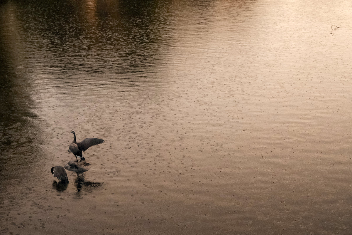 rainy day Canada Geese