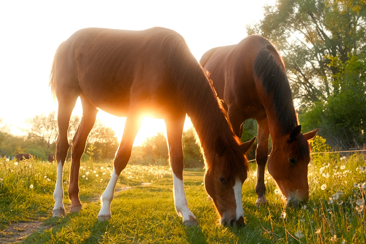 supper time at sunset 🐴