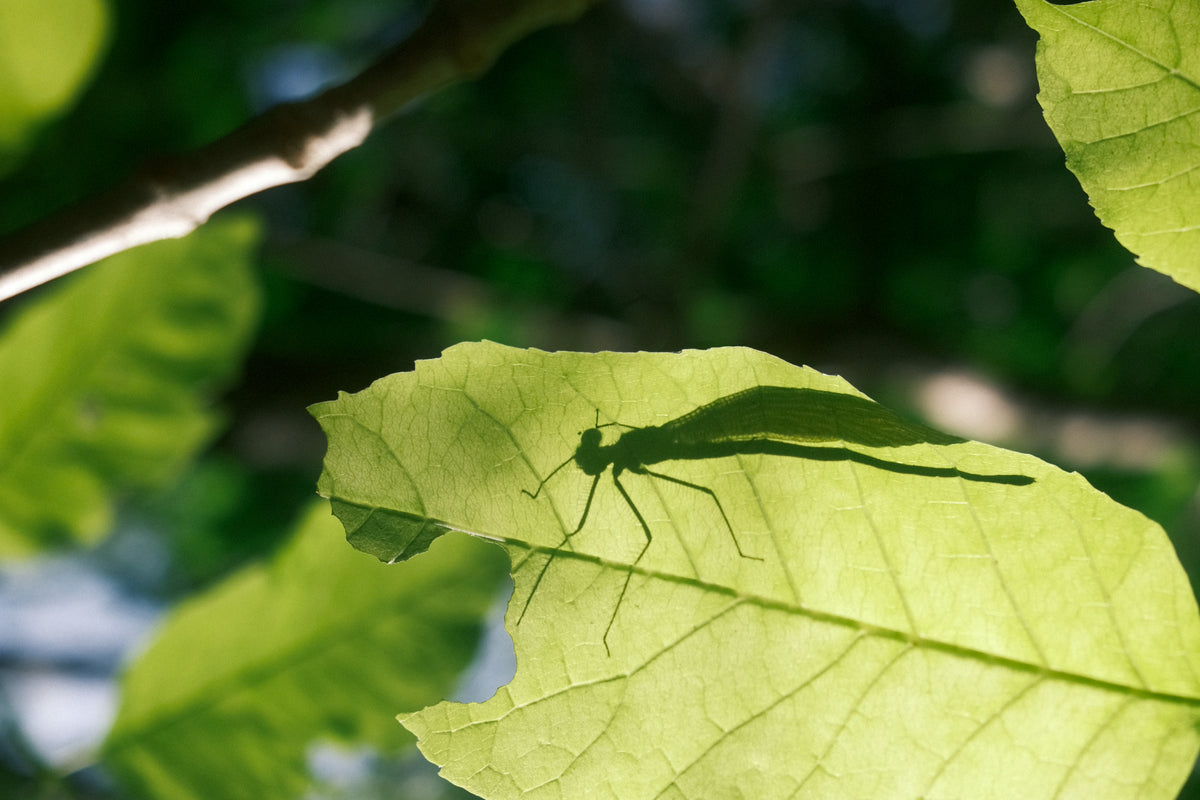 the shadow of a damselfly