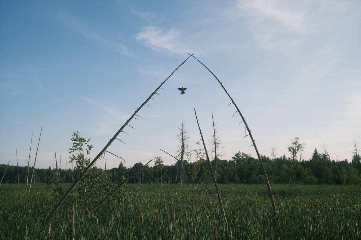 flying through the arches of nature