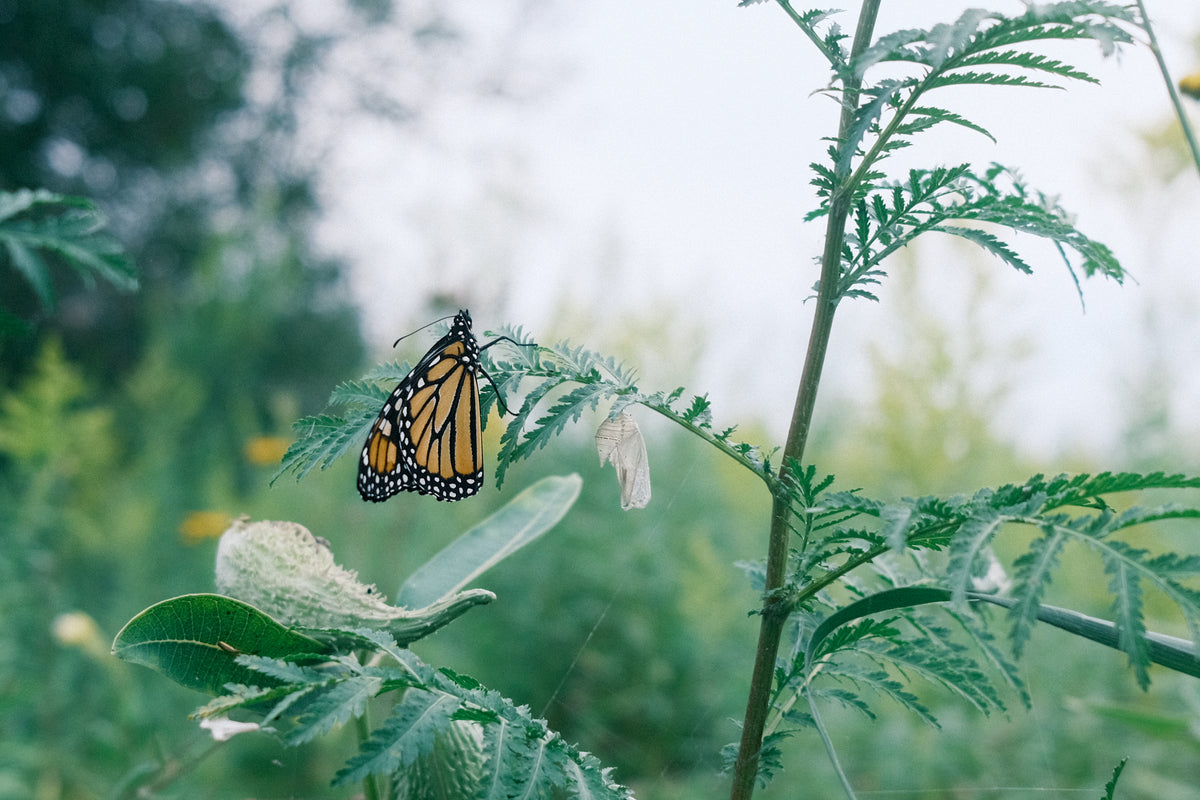 the first few hours of life, monarch 🧡