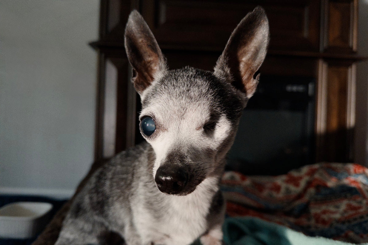 Pepper and the morning sun 🌞 (after breakfast, of course)