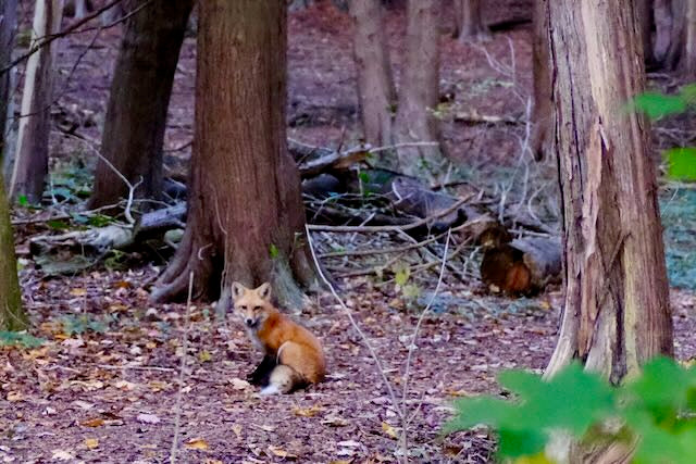 a fox in the forest, guelph lake