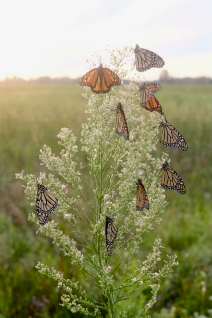 monarch butterfly tree, 2025