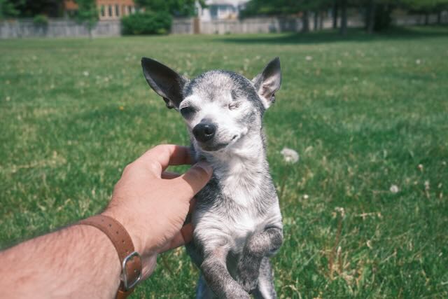Pepper in Spring